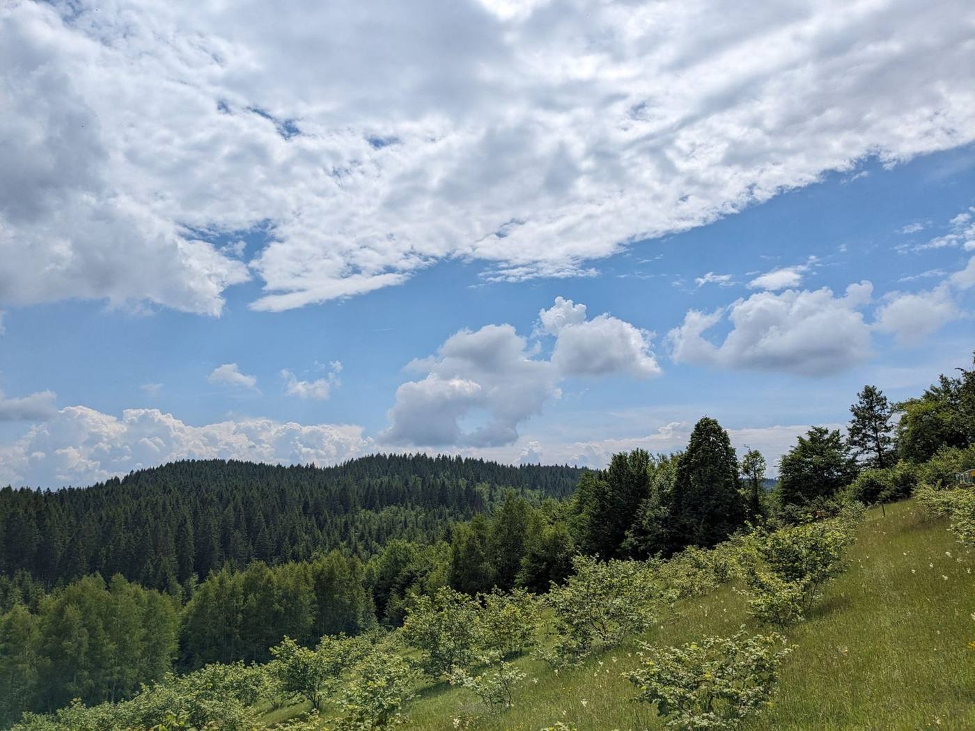 Plantaža lješnjaka u Neprivaju, fotografija 3