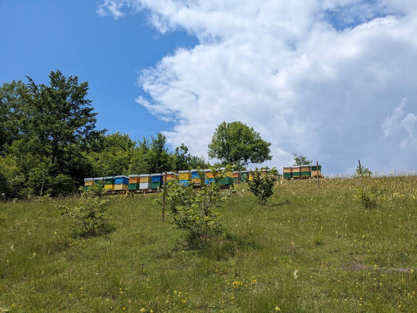 Plantaža lješnjaka u Neprivaju, fotografija 4