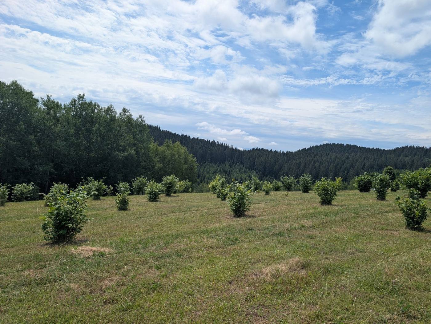 Plantaža lješnjaka u Neprivaju, fotografija 5
